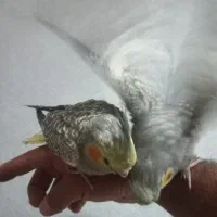 جوجه عروس