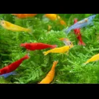 فروش میگو/شریمپ هیبرید