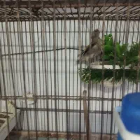 سهره ماده دورگ مست وآماده جفتی