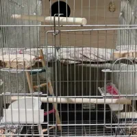 فروش قفس عروس هلندی