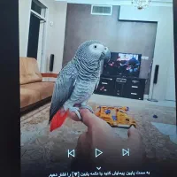 طوطی