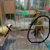 جوجه برای دستی کردن