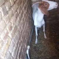 بز سنا