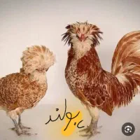 جوجه ۳۵ روزه و ۵۰ روزه لهستانی و پولند