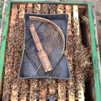 زنبور ۶.۷.۸قاب کارنیکا