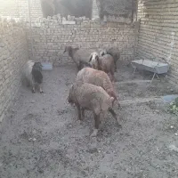 میش و شیشک