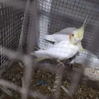 طوطی لوتینو