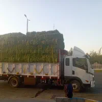 فروش ینجه