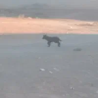 سلام دو عدد توله قدر جونی