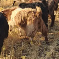 بز....|حیوانات مزرعه|کرمانشاه, |دیوار