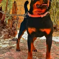 سگ روتوایلر یک سالو7 ماه