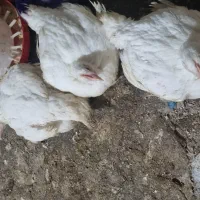 فروش مرغ زنده گوشتی