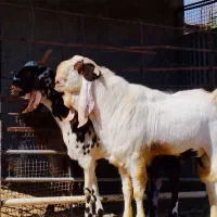 پازن پاکستانی