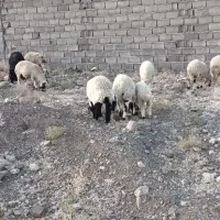 فروش تعداد۴عددمیش وبره