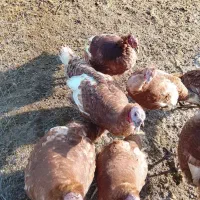 فروش بوقلمون ماده بوروبور
