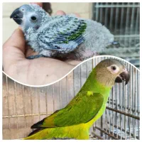 خرید طوطی راهب گرینچیک لوری سان کانور داسکی رزبورک