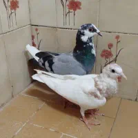 کبوتر بوم.ابلغ سبز طوقی.  سار.