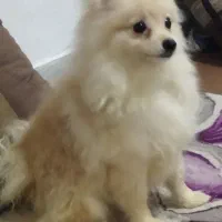 سگ خونگی نر