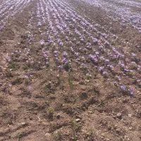 خرید پیاز زعفران درزمین