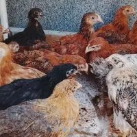 مرغ وجوجه