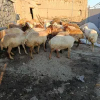 گوسفند گوشتی و دامازدغ