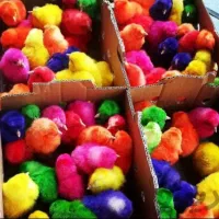 اردک محلی رنگی کارتنی 550 فقط امروز