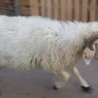دو عدد قوچ و تعدادی بز و بره ماده