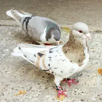 فروش تعدادی جوجه ساده هفت رنگ