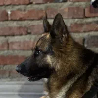 سگ ژرمن
