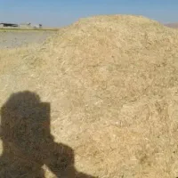 کاه گندم