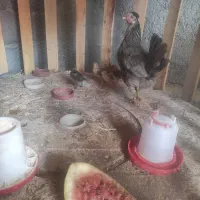 مرغ با 6 عدد جوجه گلین اصل