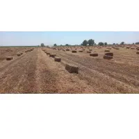 پرس شبدر خشک
