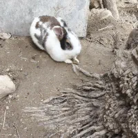 650|موش و خرگوش|خورموج, |دیوار