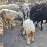 میش