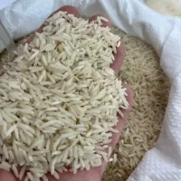 برنج طارم محلی و گیلانه خزر ( کالابرگ)