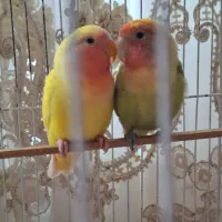 یک جفت طوطی برزیلی همراه با قفس