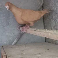 کبوتر همه رنگ شهرستانی