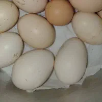 تخم محلی نژاد خوب درشت