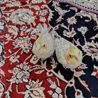یک جفت جوجه عروس هلندی دستی