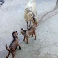 بز  همراه با دوعدد بیگ نر دوقلو