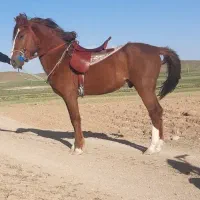 اسب کرد نریون
