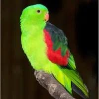 نیازمندشاگرد