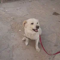 فروش توافقی یا معاوضه با پرنده