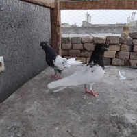 غاز‌کبوتر‌پاکستانی‌کله‌سیاه|پرنده|اردکان, |دیوار
