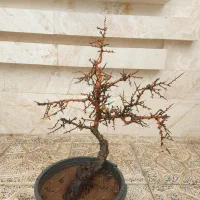 گل و گلدان بونسای بنسای زالزالک