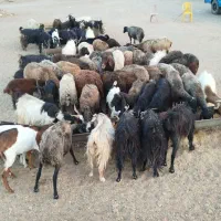 گوسفند زنده
