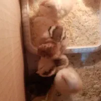 جوجه مرغ  رسمی