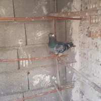 کفتر نر المانی سبز