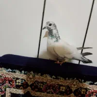 کفتر ماده