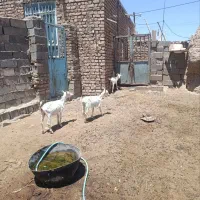 ۲عدد بزغاله ماده اصل سانن